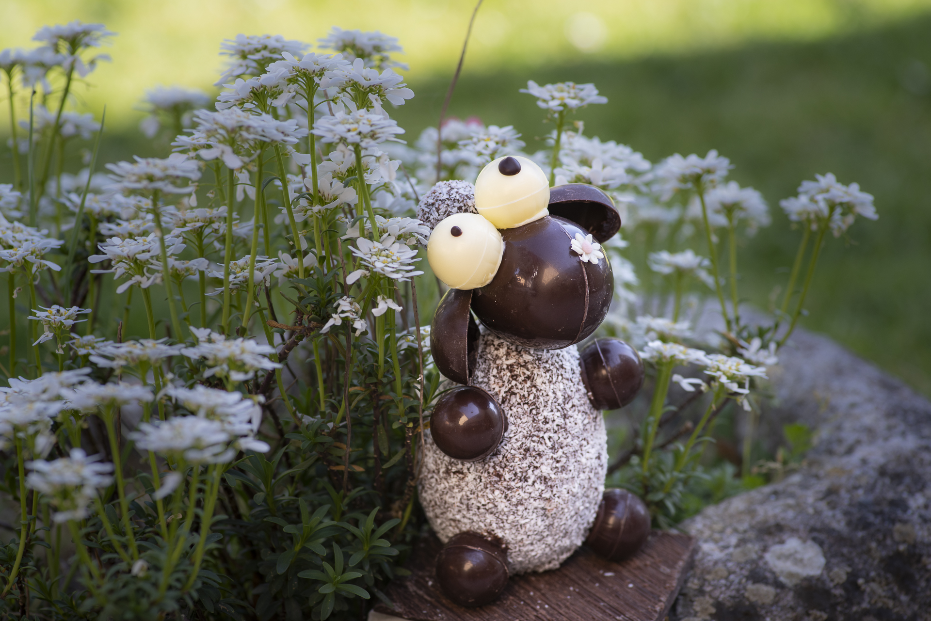 Gustave, le chien pâtissier en chocolat noir – Image 2