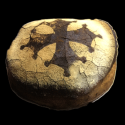 Pain Occitan artisanal de Maison Gélis à Carbonne, boule de 250g avec une croûte dorée et une mie brune, fabriqué à partir de farines locales moulues sur pierre.